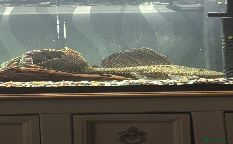 Plecos fish - Advert 1