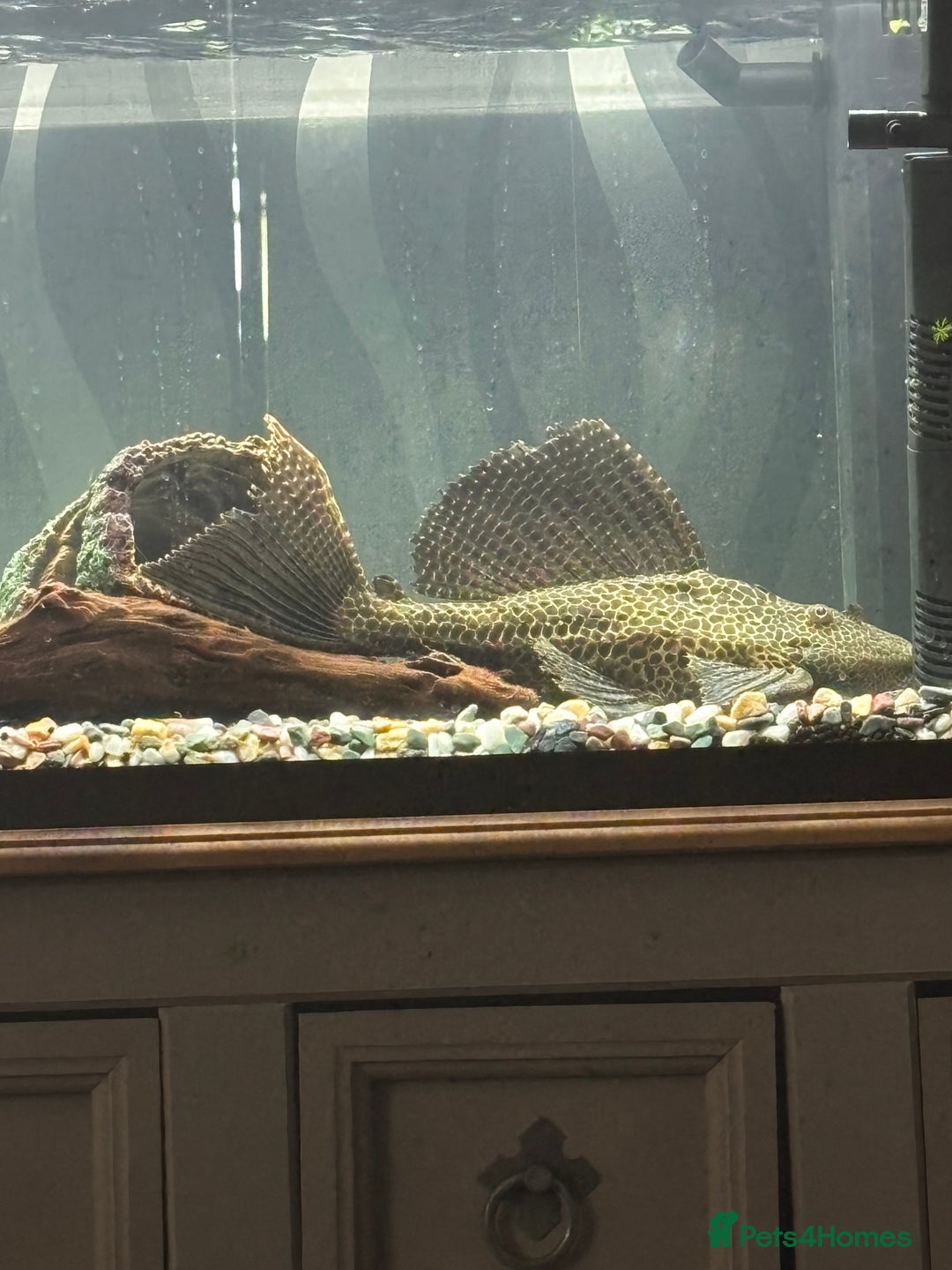 Plecos fish for sale: Free Large plec  - Image 1