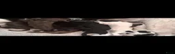 English Springer Spaniel dogs for sale: Springer Spaniel Puppies  - Advert 4