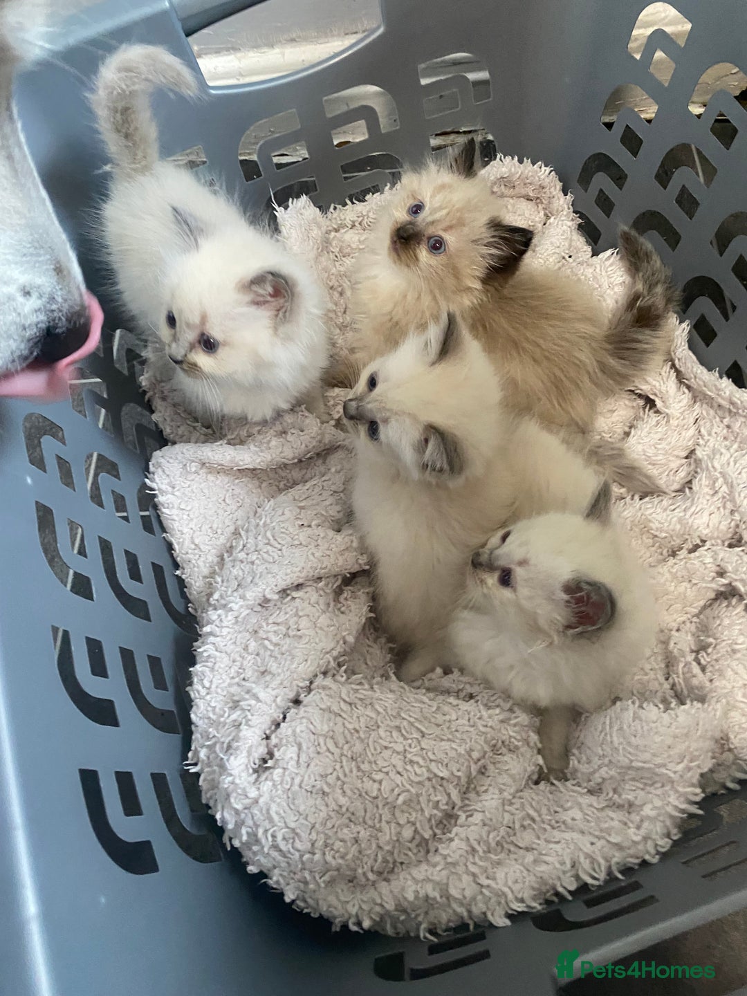 Ragdoll cats for sale: Ragdoll kittens  - Image 4