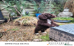 Cockapoo dogs for sale: Toy cockapoos READY NOW  - Image 24