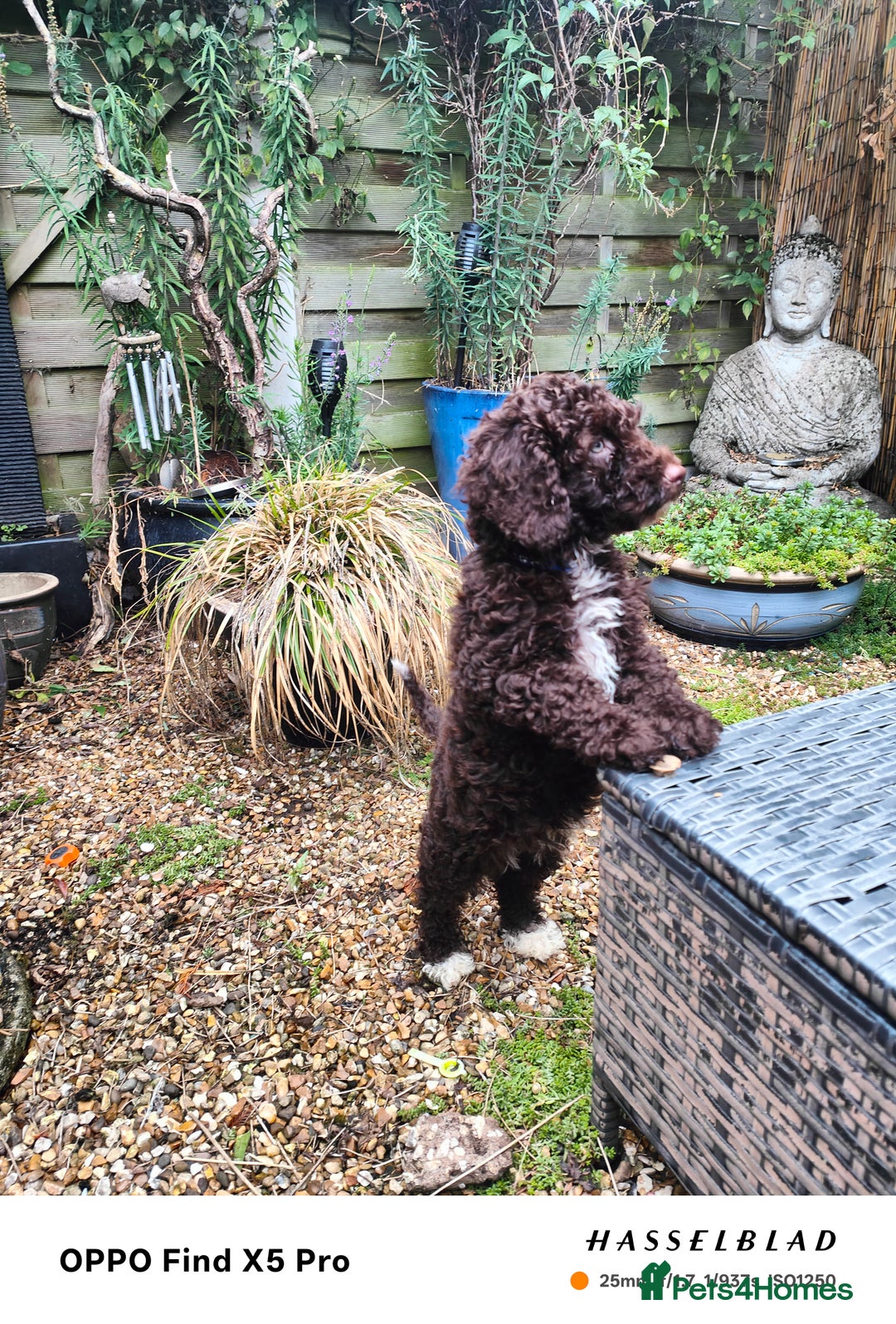 Cockapoo dogs for sale: Toy cockapoos READY NOW  - Image 24
