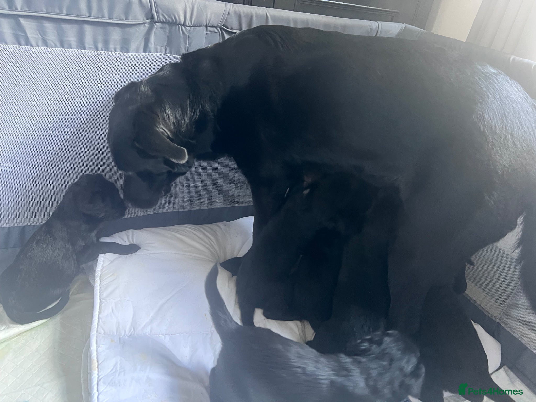 Mixed Breed dogs for sale: Lab mixed with Black Russian terrier  - Advert 9