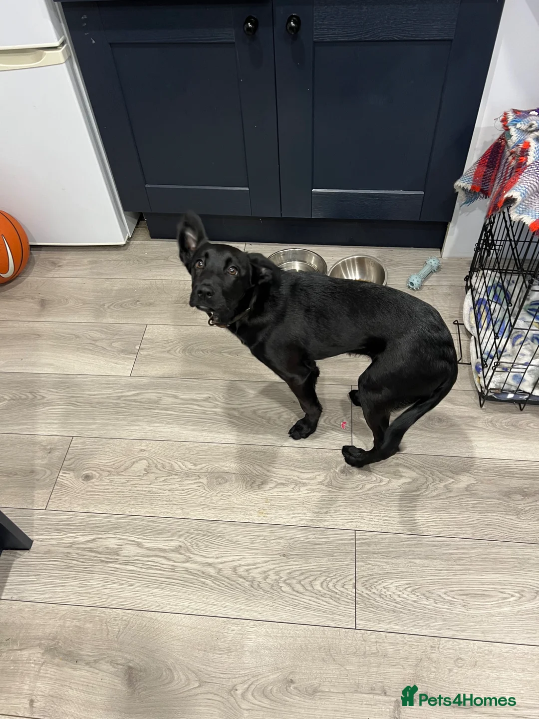 Mixed Breed dogs for sale: Moose in Macclesfield - Advert 2