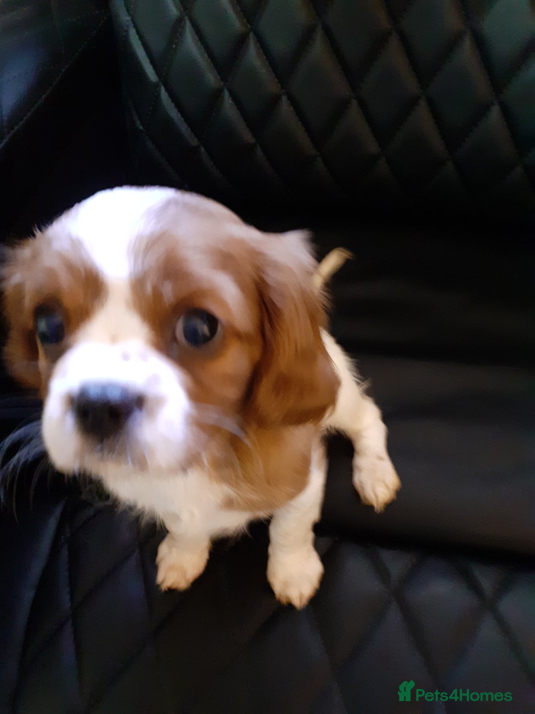 Cavalier King Charles Spaniel dogs for sale: Cavalier King Charles Spaniel  - Advert 8