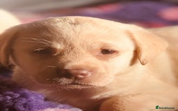 Labrador Retriever dogs for sale: Chunky KC reg Show line Champagnes boys  - Image 3