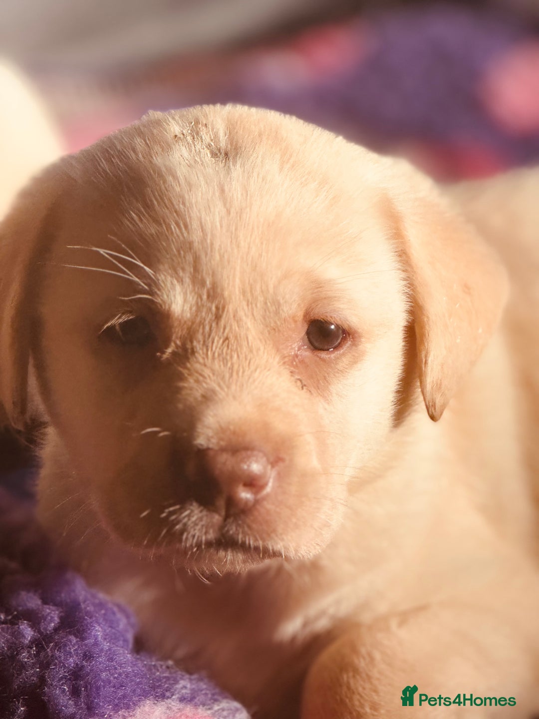 Labrador Retriever dogs for sale: Chunky KC reg Show line Champagnes boys  - Image 3