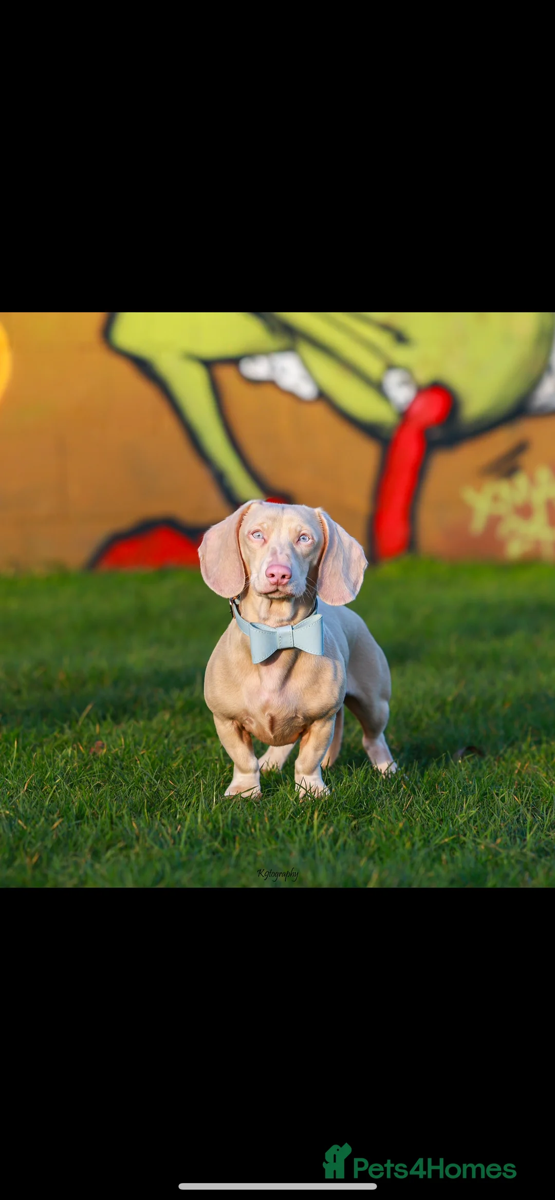 Miniature Dachshund dogs for stud: Full Pink Dachshund Stud  in Wickford - Advert 4