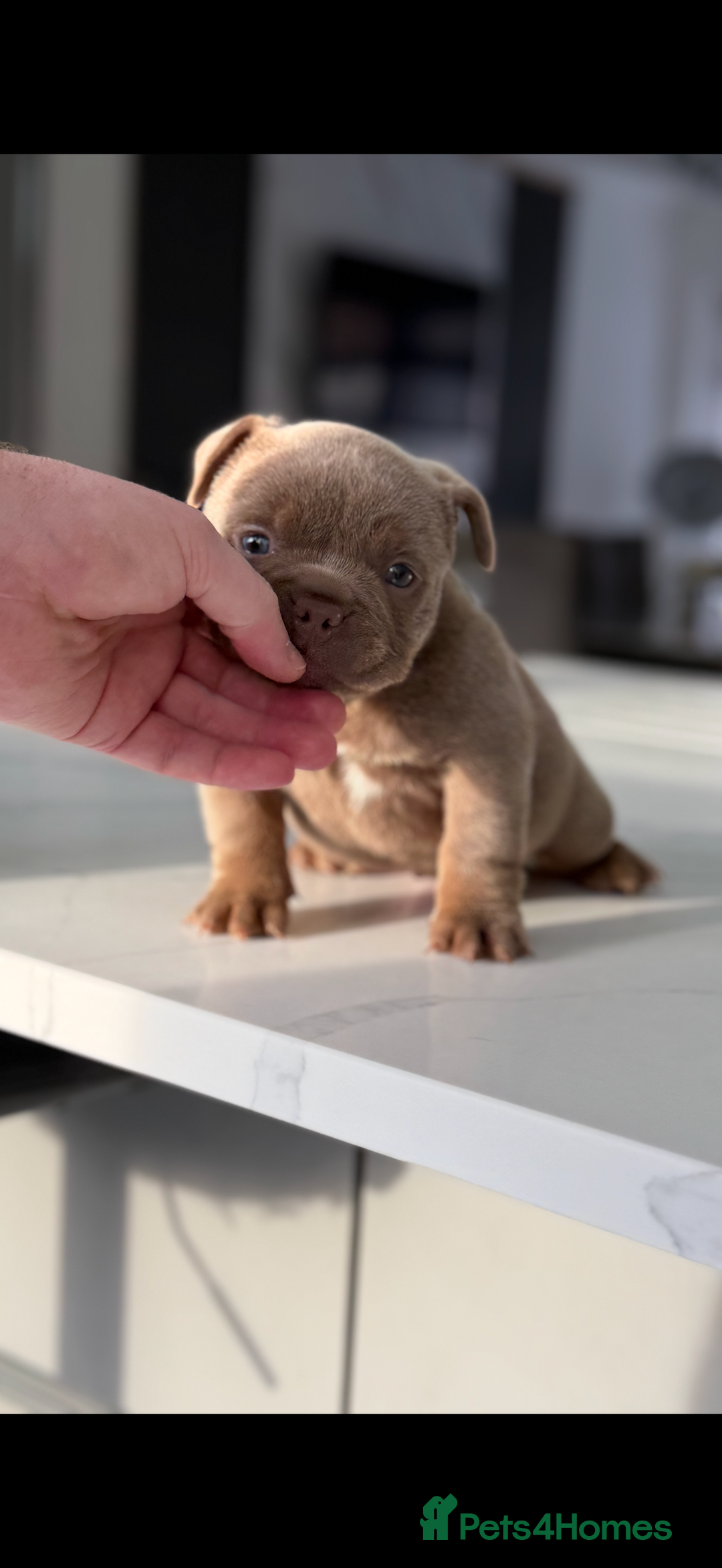 American Bully dogs for sale: Stunning Bully pup available now  - Advert 1