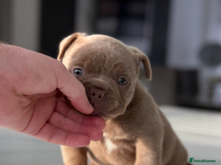 American Bully dogs Stunning Bully pup available now - Advert 6