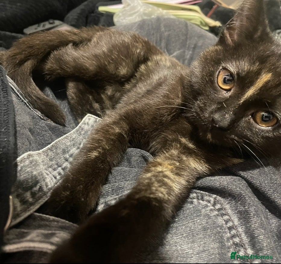 Domestic Shorthair cats for sale: 2 Sweet Bonded Girls - Advert 3