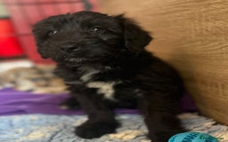 Bordoodle dogs for sale: Bordoodles Raised Right ✨ - Image 9
