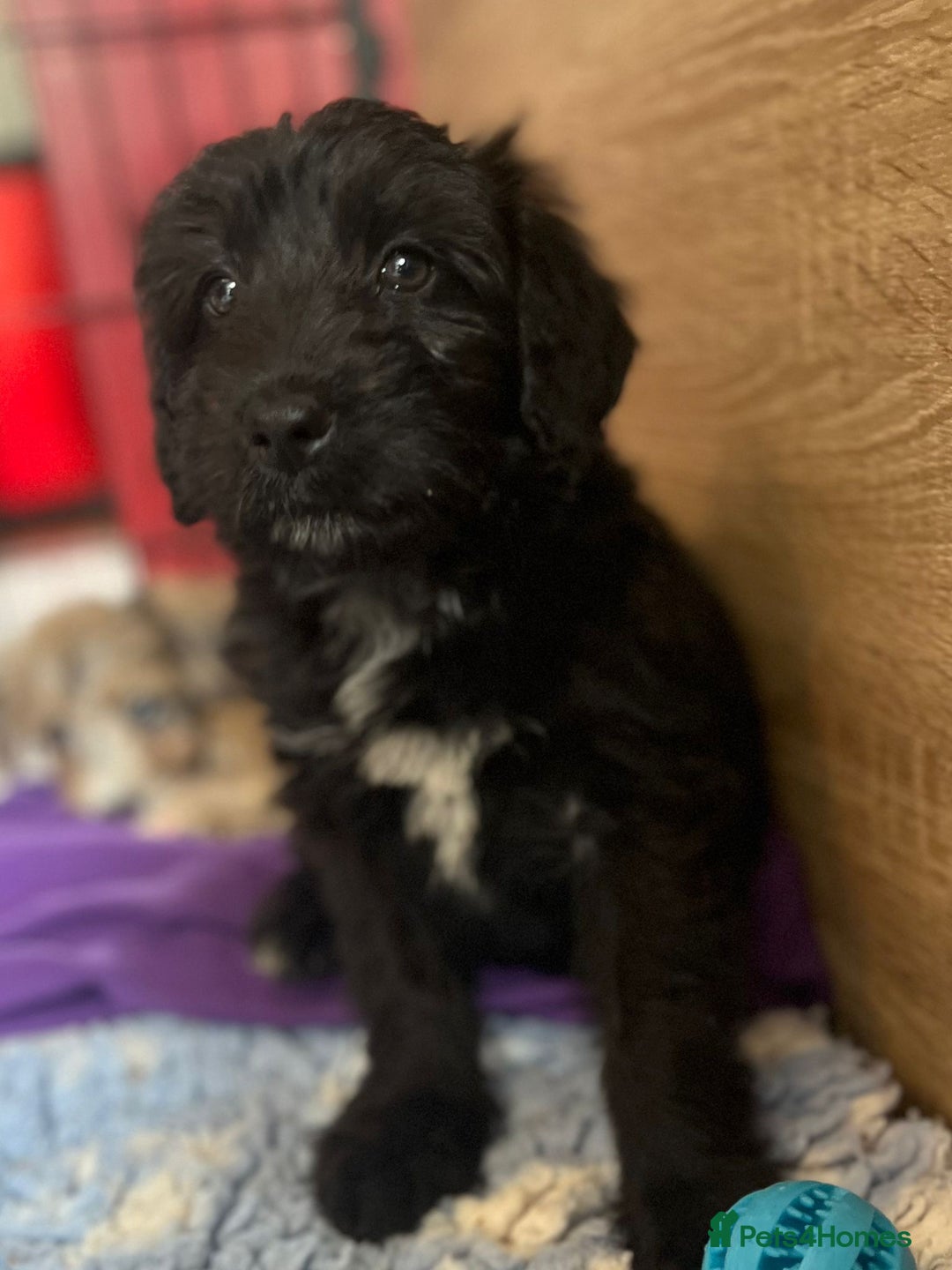 Bordoodle dogs for sale: Bordoodles Raised Right ✨ - Image 9