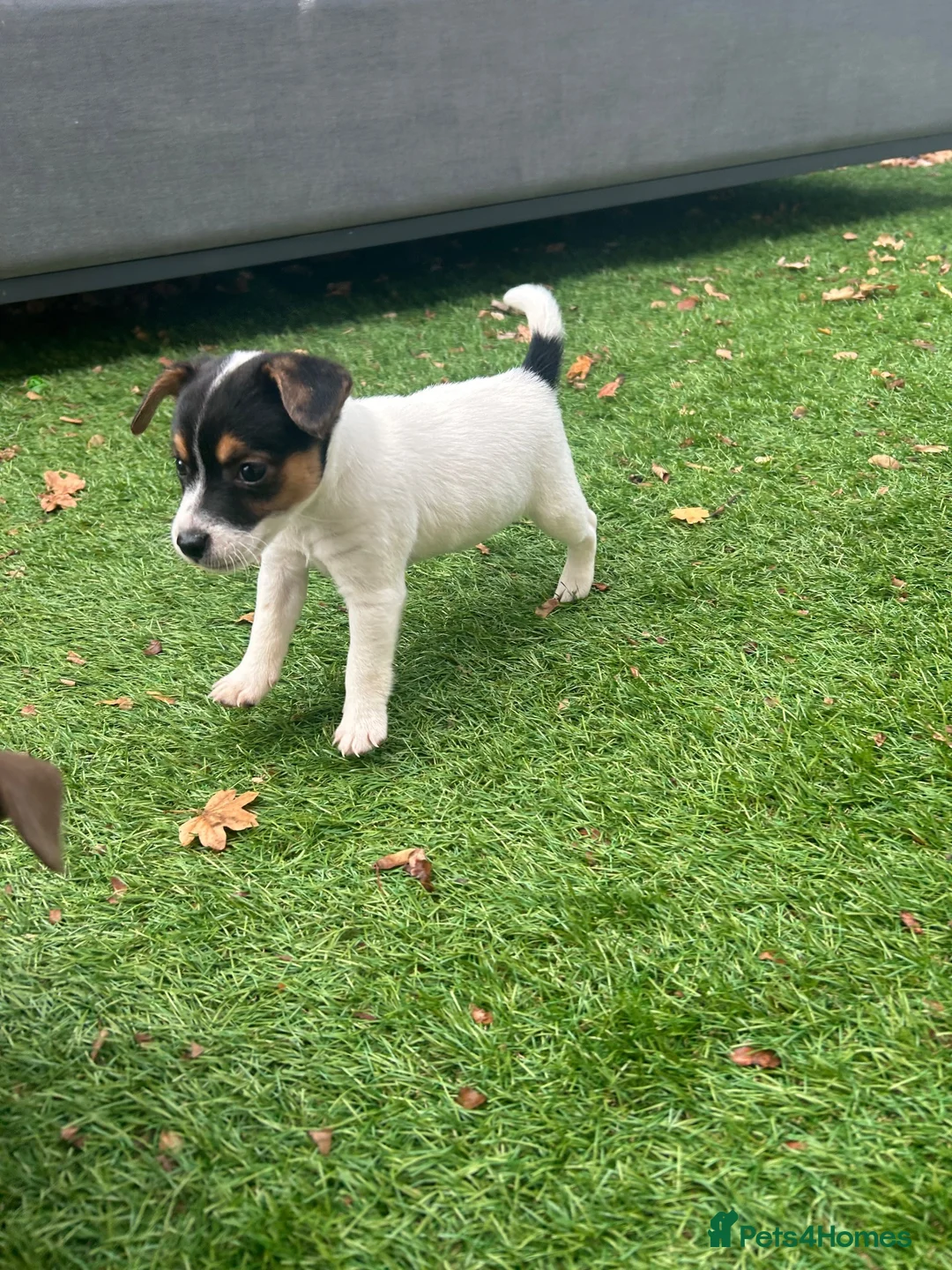 Jack Russell dogs for sale: 2 lovely boys available  - Advert 2