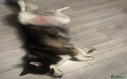 Pomsky dogs for sale: Pomsky for ref-homing - Image 5