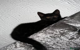 Egyptian Mau cats for sale: Smoke Egyptian MAU x Bengal spotted&marble kittens - Image 37