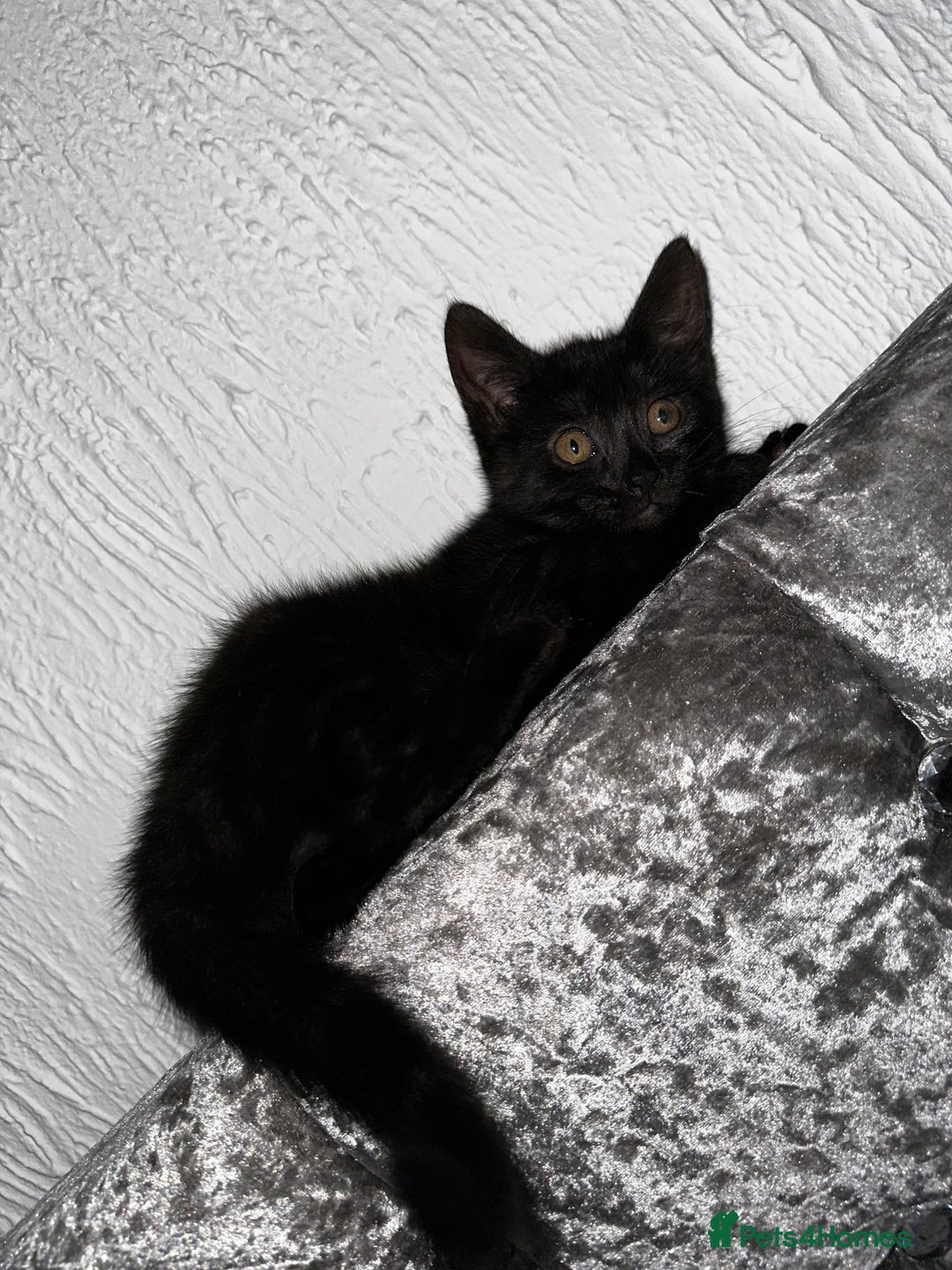 Egyptian Mau cats for sale: Smoke Egyptian MAU x Bengal spotted&marble kittens - Image 37