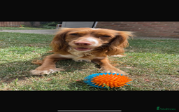 Cocker Spaniel dogs for sale: 10 week old working Cocker spaniel puppy - Image 6
