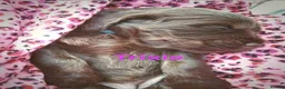 Cocker Spaniel dogs for sale: 6 Stunning Working Cocker Spaniels.3 boys 3 girls - Advert 5
