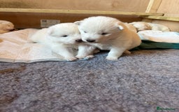 Samoyed dogs for sale: Gorgeous Samoyed Puppies  - Image 6