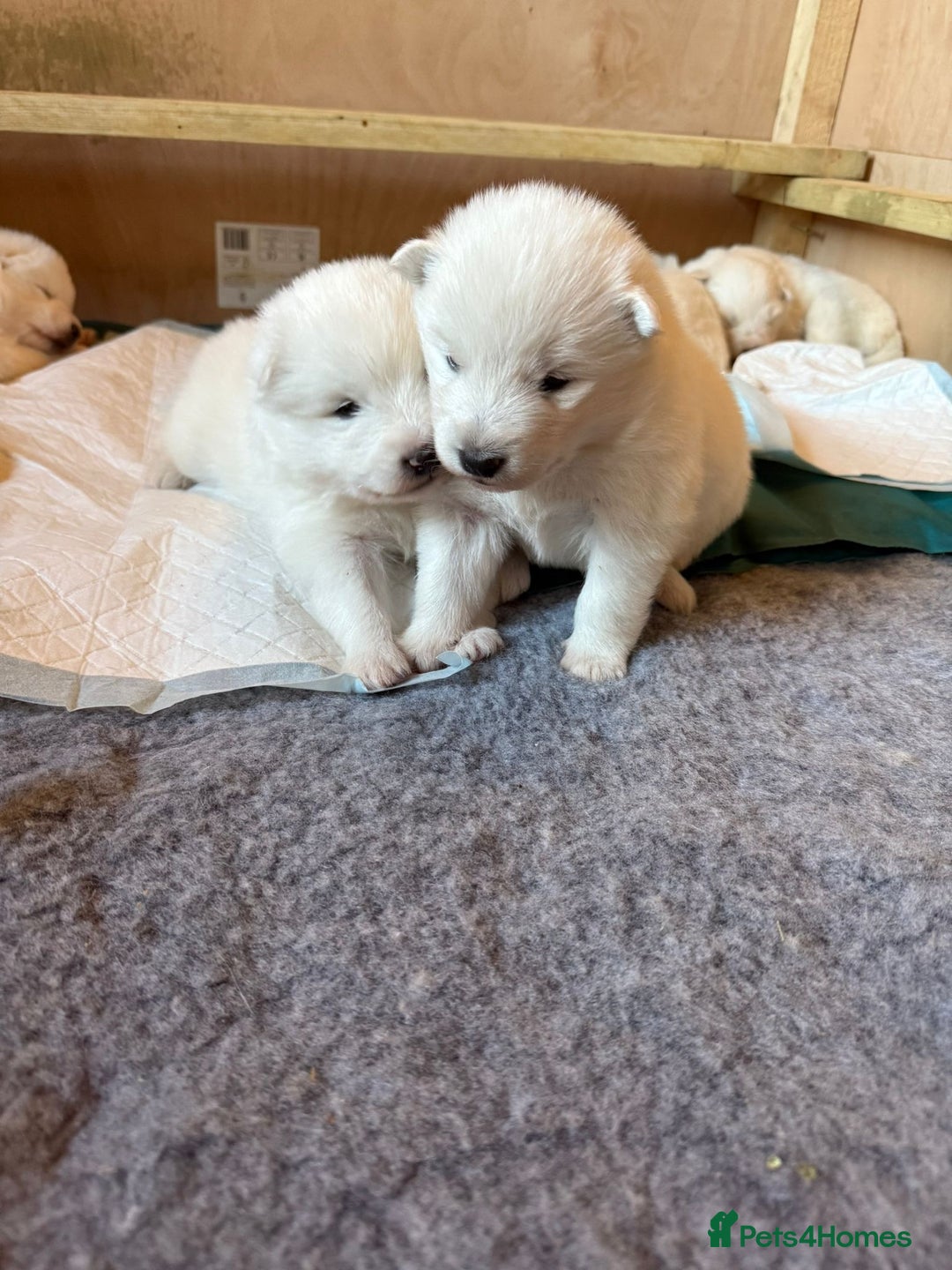 Samoyed dogs for sale: Gorgeous Samoyed Puppies  - Image 6