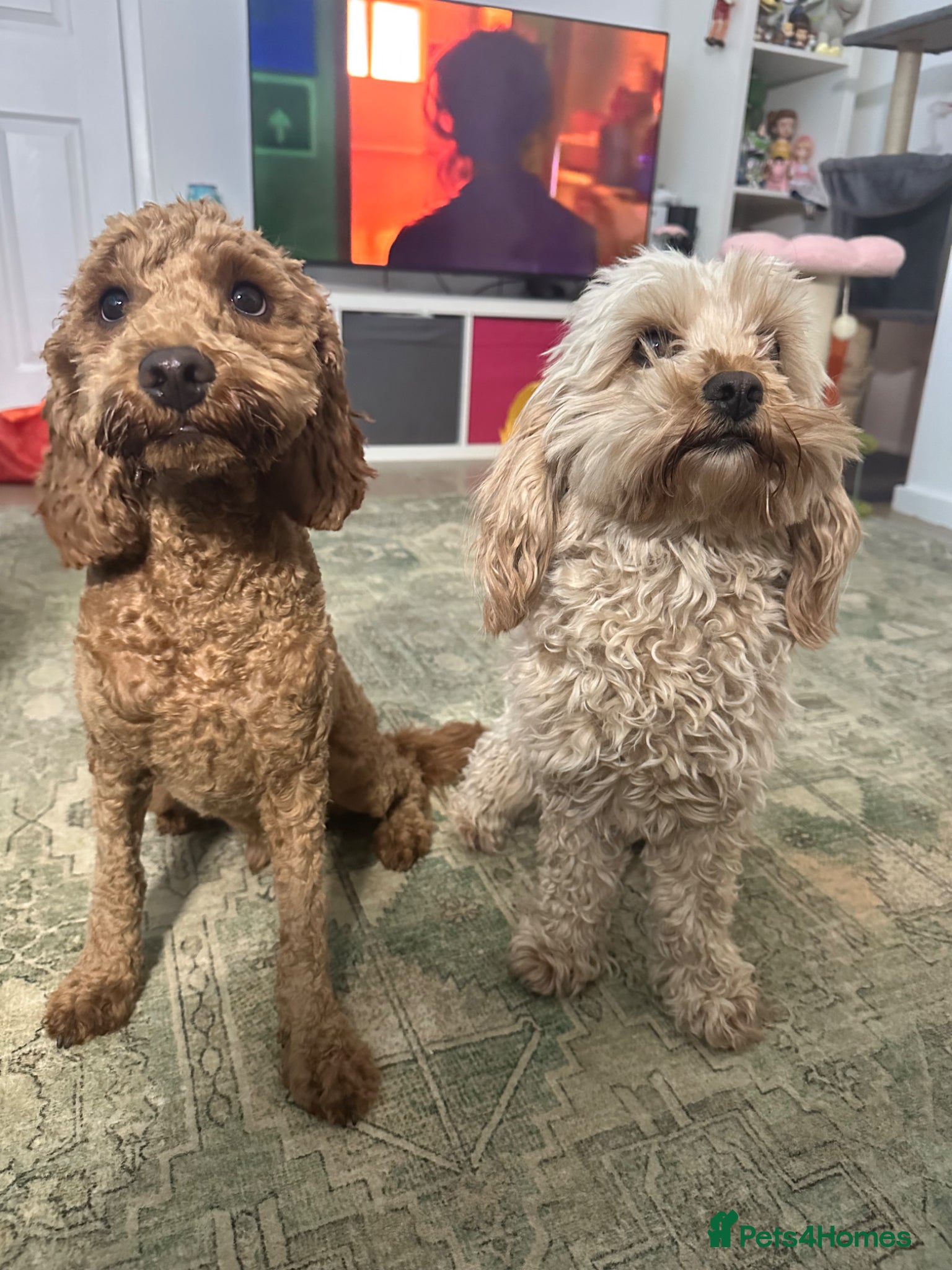 Cavapoo dogs for sale: Ozzy f1 cavapoo *reserved currently  - Advert 3