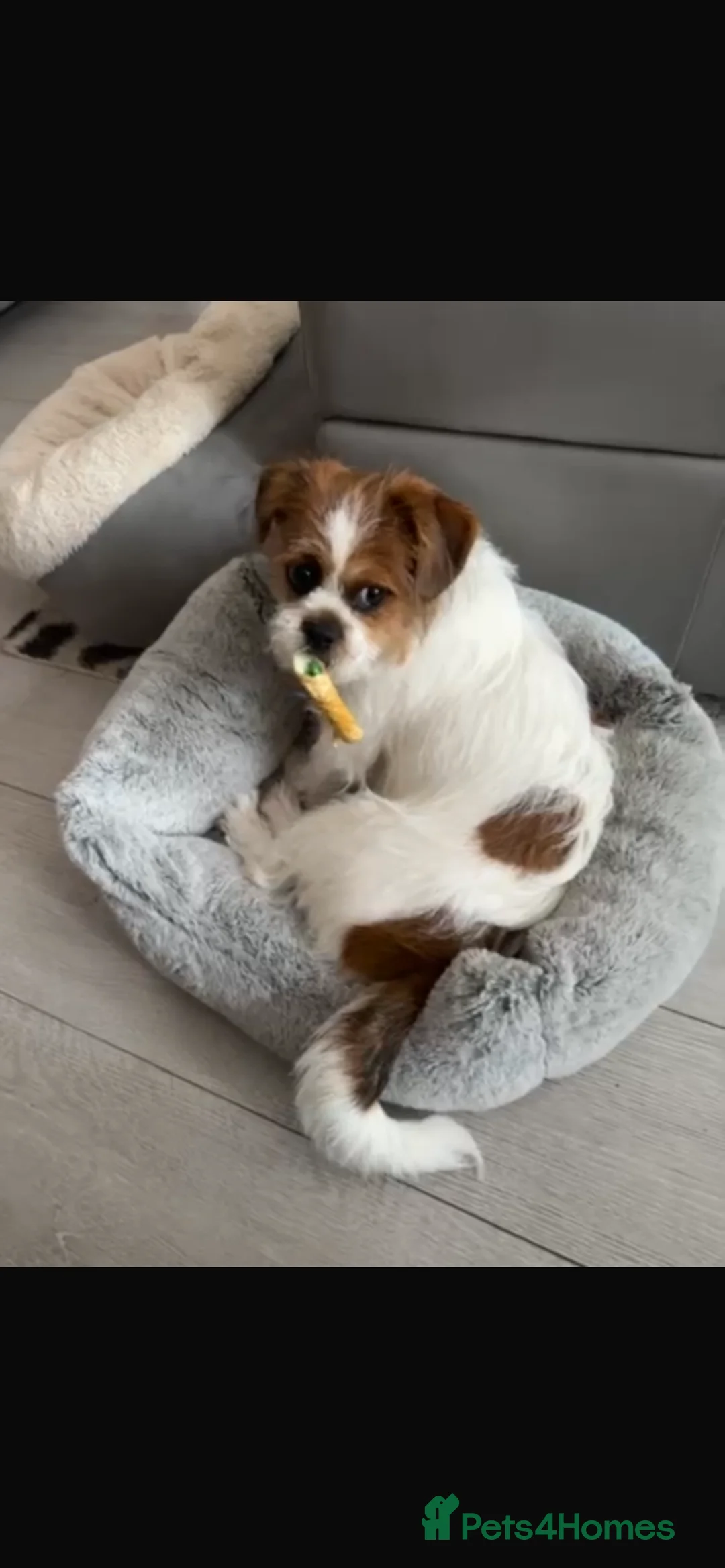 Zuchon dogs for sale: Shih Tzu mixed 7 month old girl  - Advert 1