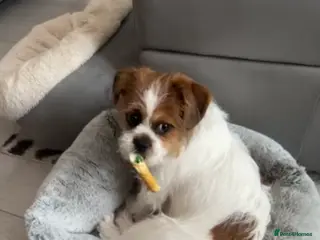 Zuchon dogs Shih Tzu mixed 7 month old girl - Advert 11