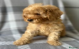 Poodle dogs for sale: Red small miniature poodle mum is tiny one 💙left - Image 20