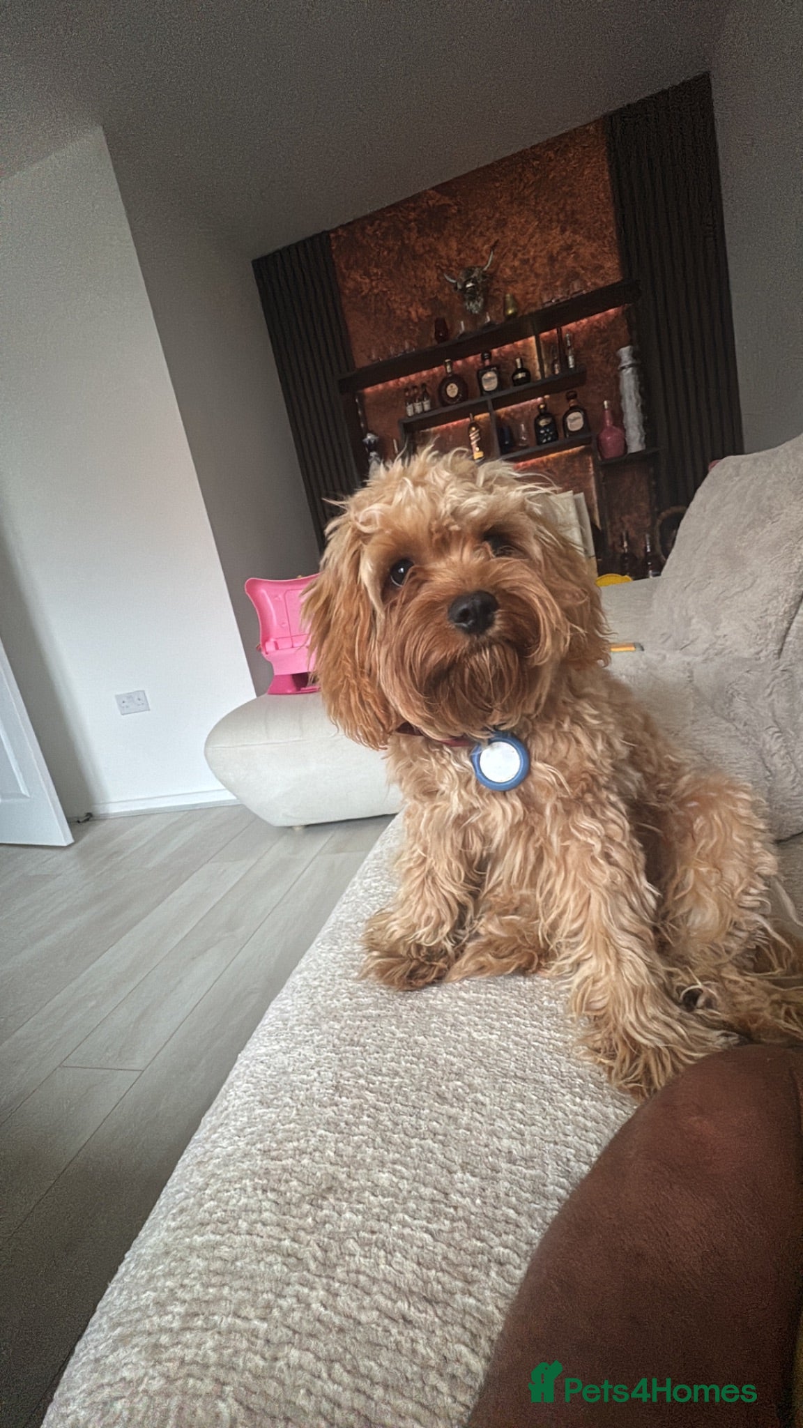 Cavapoo dogs Archie  - Advert 3