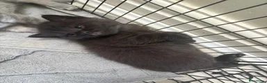 Brown kitten 