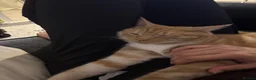 American Shorthair cats for sale: Last loving girl ready for her forever home  - Advert 3