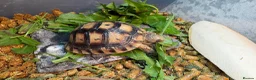 Tortoise reptiles for sale: Mediterranean spur thighed tortoise + set up  - Advert 1