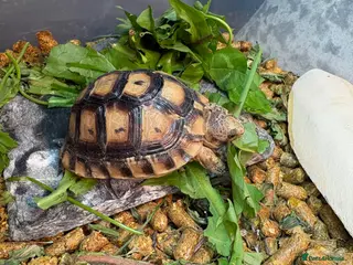 Tortoise reptiles Mediterranean spur thighed tortoise + set up - Advert 5