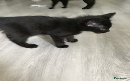 British Shorthair cats for sale: Adorable kittens for sale ready to leave now  - Image 3