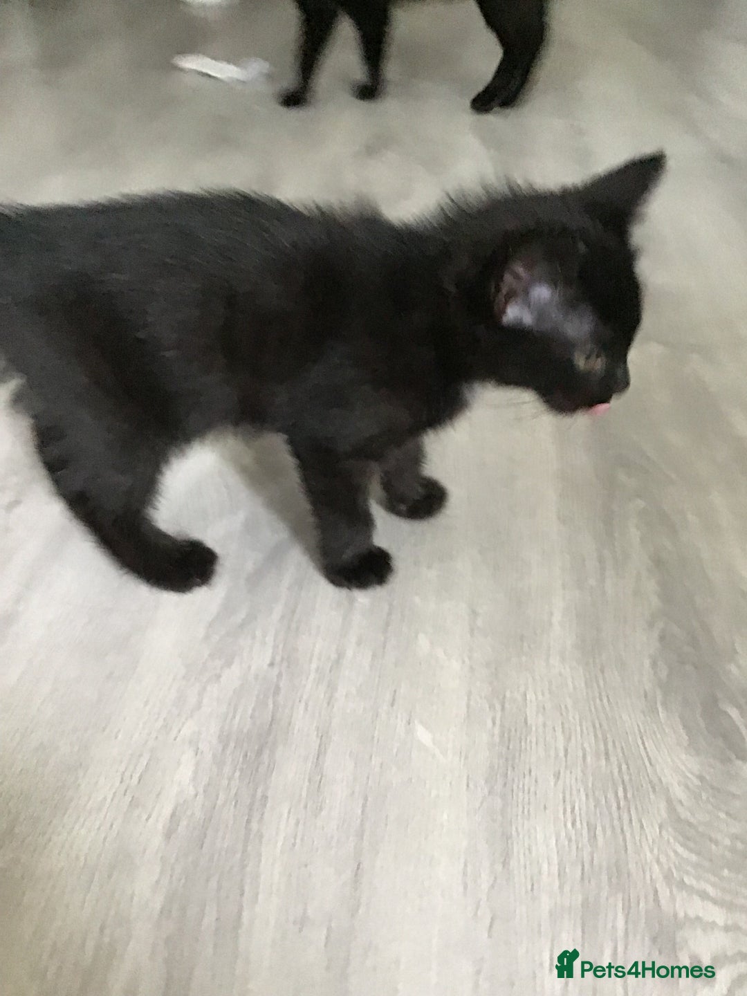 British Shorthair cats for sale: Adorable kittens for sale ready to leave now  - Image 3