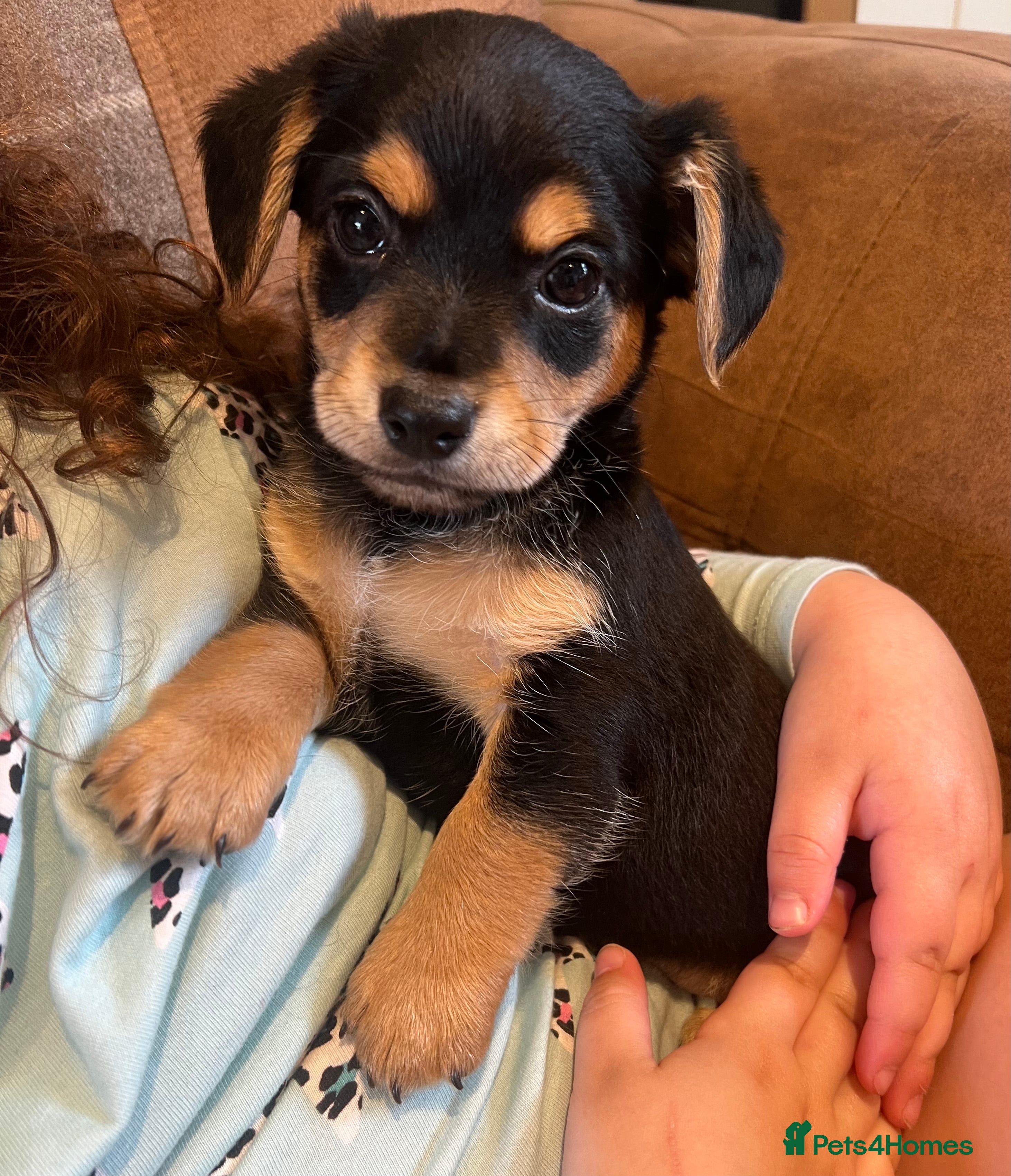 Mixed Breed dogs Chihuahua x Jack Russel  - Advert 15