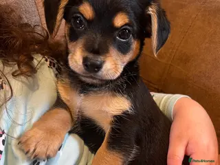 Mixed Breed dogs Chihuahua x Jack Russel - Advert 15