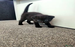 Mixed Breed cats for sale: Scottish Fold Mix Kittens –Ready 16th August 🐾 - Image 18