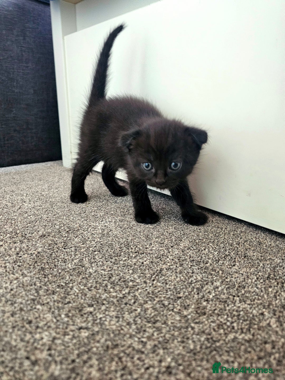 Mixed Breed cats for sale: Scottish Fold Mix Kittens –Ready 16th August 🐾 - Image 18