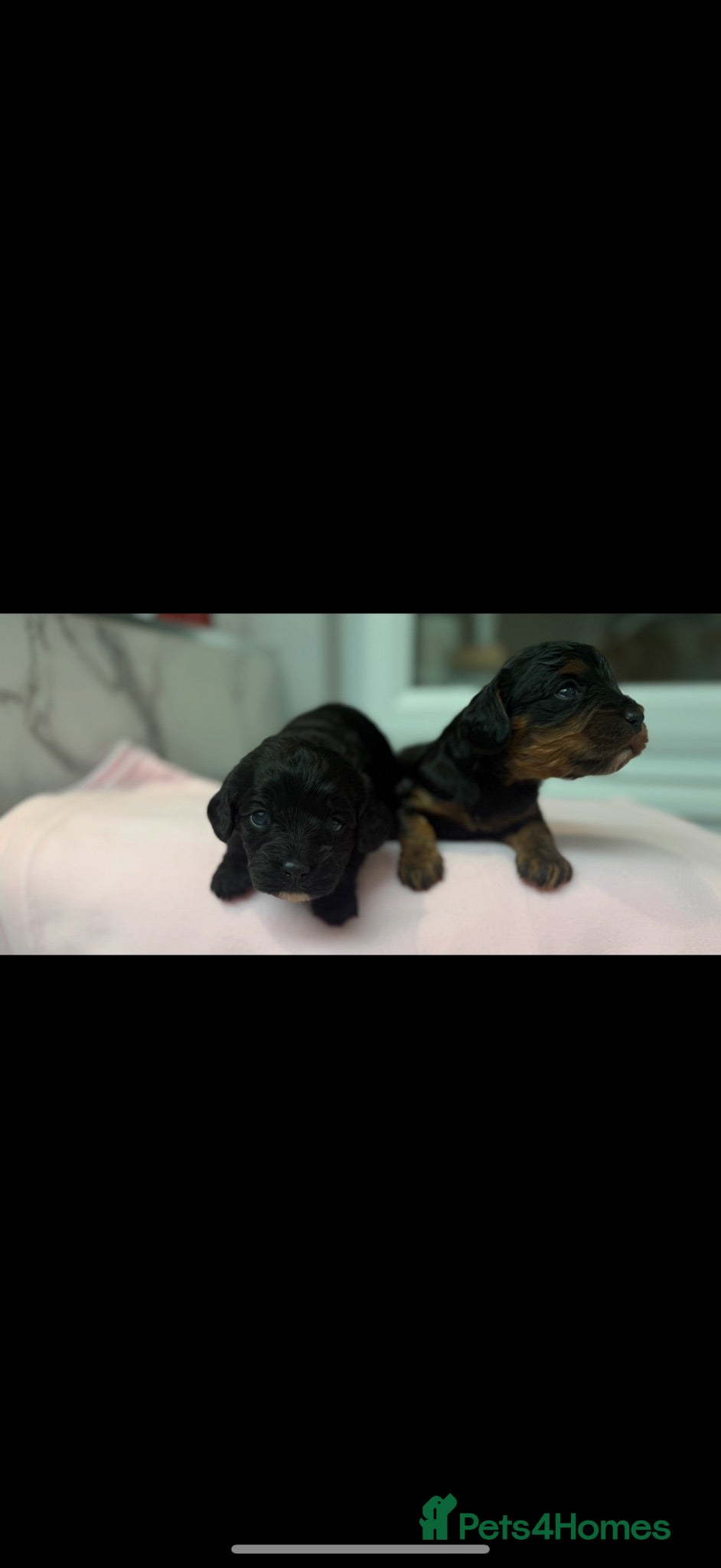 Cavapoo dogs Beautiful Health Tested Cavapoos- Ready September - Advert 2