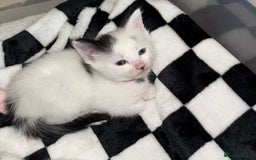 Domestic Shorthair cats for sale: 2x female domestic shorthair kittens - Image 4