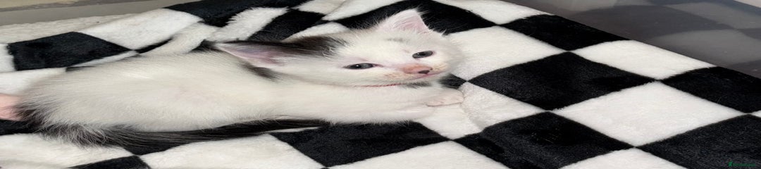 Domestic Shorthair Kitten 1