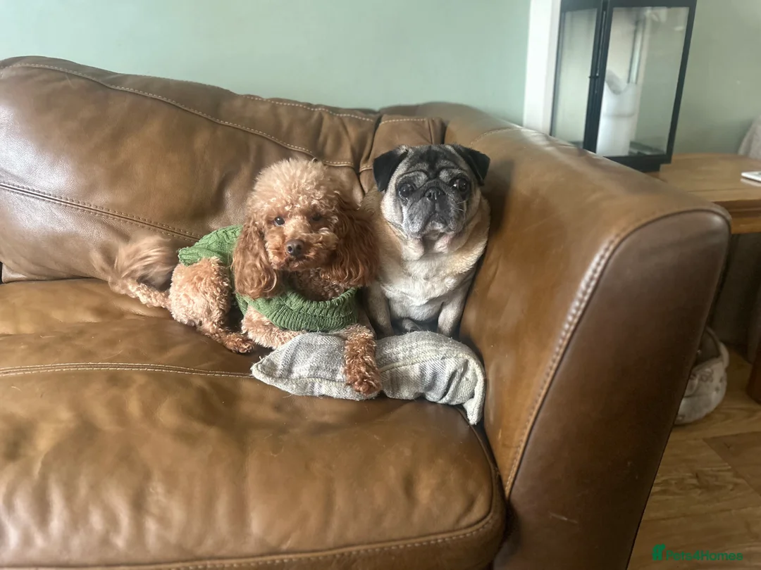 Poodle dogs for stud: Kc health tested fox red toy poodle in Stevenage - Advert 35