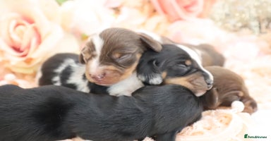 Miniature Dachshund dogs - Advert 2