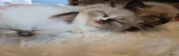 Ragdoll cats for sale: 3 beautiful fluffy ragdoll kittens - Advert 6