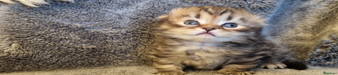 Scottish Fold Kitten 1