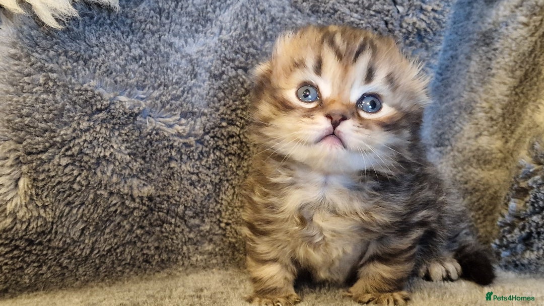 Scottish Fold cats for sale: Six little wonders looking for a new home - Image 1