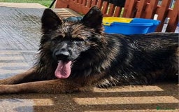 German Shepherd dogs for sale: German shepherd dog  - Image 2