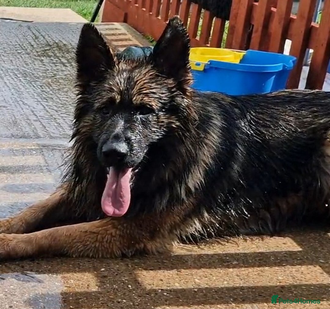 German Shepherd dogs for sale: German shepherd dog  - Image 2